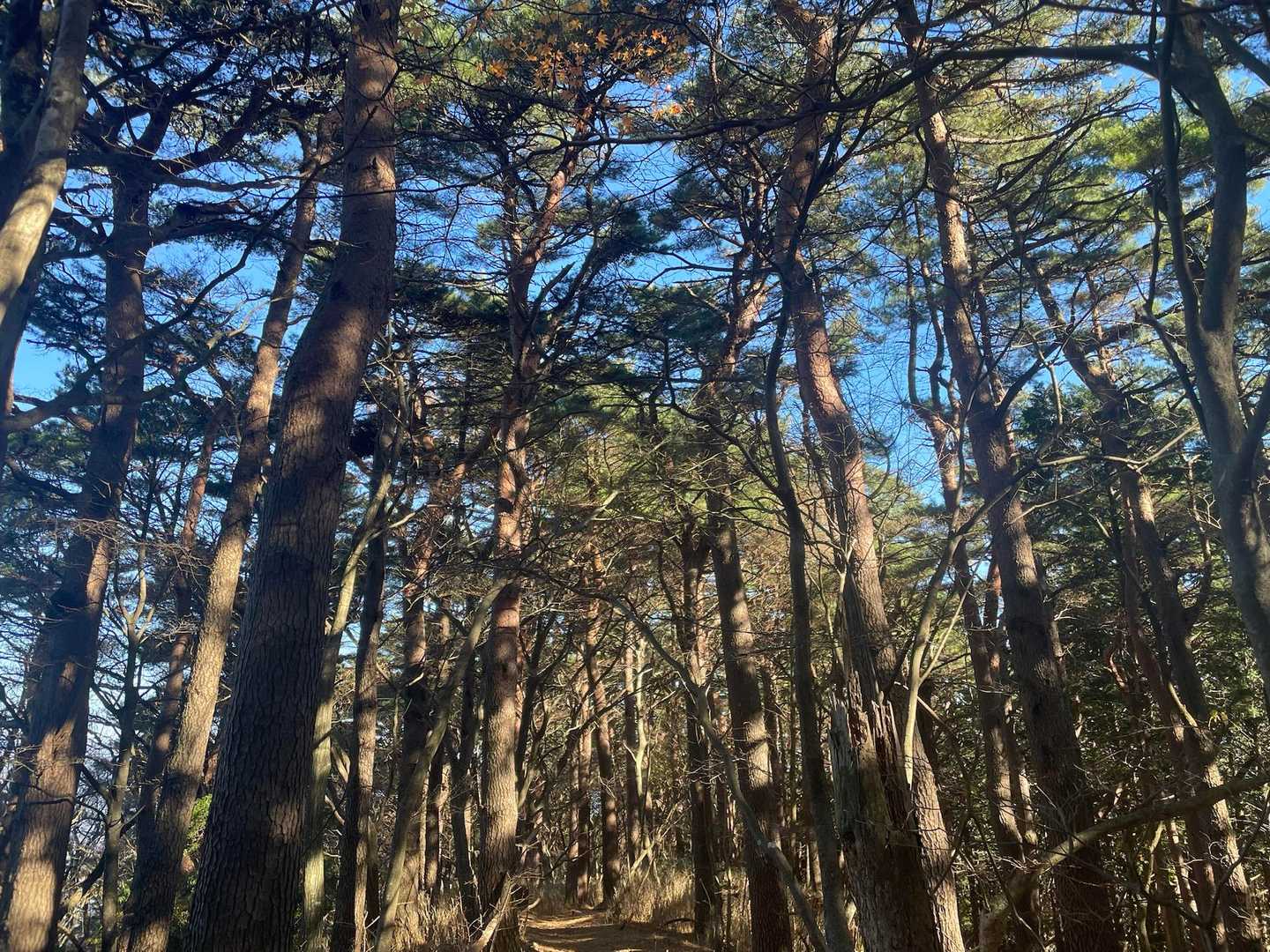 松林。こちらのルートも人がほとんどいなくて、ご夫婦と男性ソロだけでした。