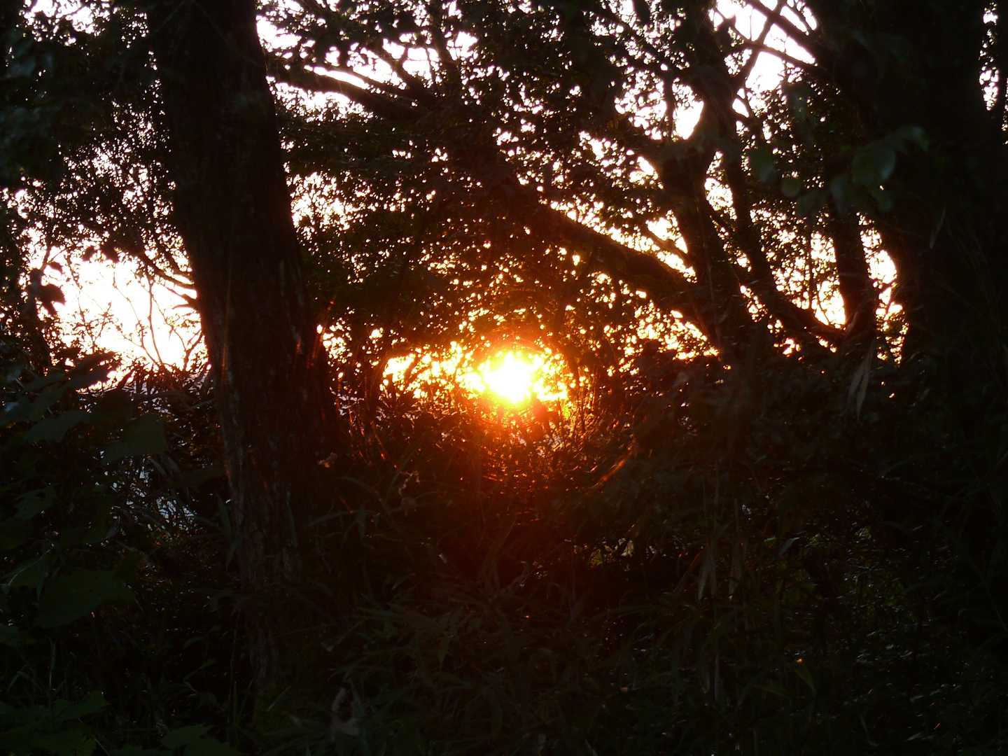 サンセット🌄
