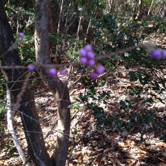 寒いと虫がいなくて嬉しいけどお花も少ないので淋しい