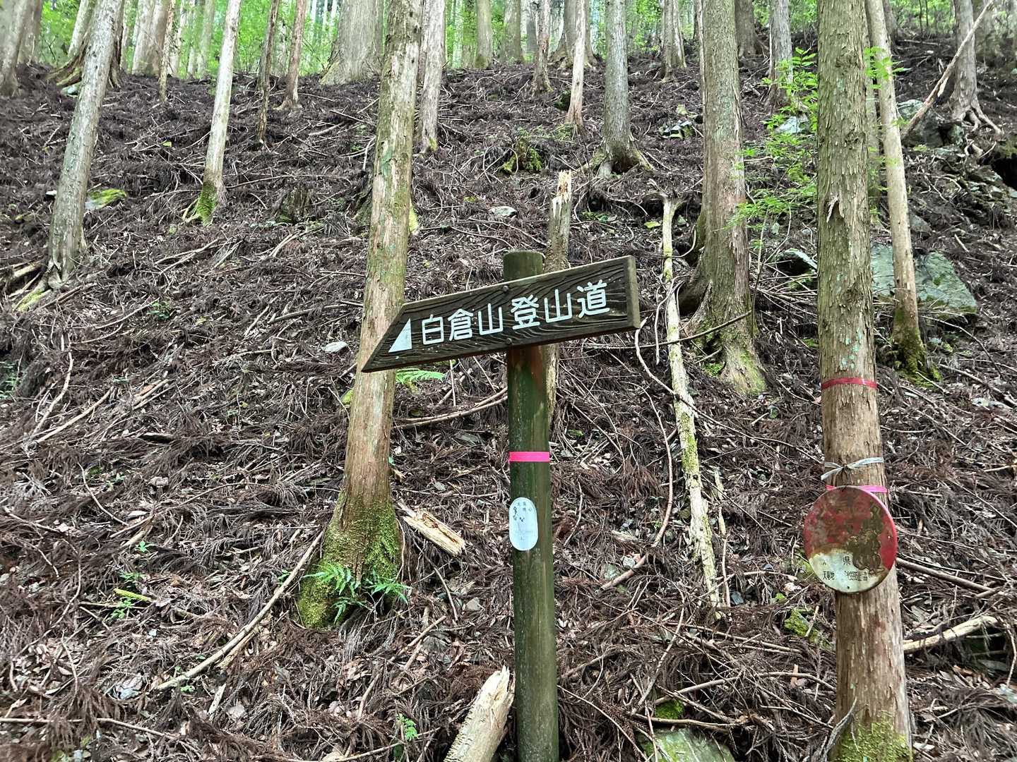 ちゃんと看板がありました🪧