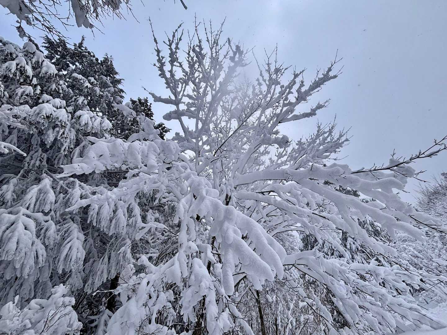 樹氷が襲ってきそう😱
