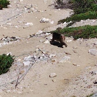 ニホンザル家族に遭遇