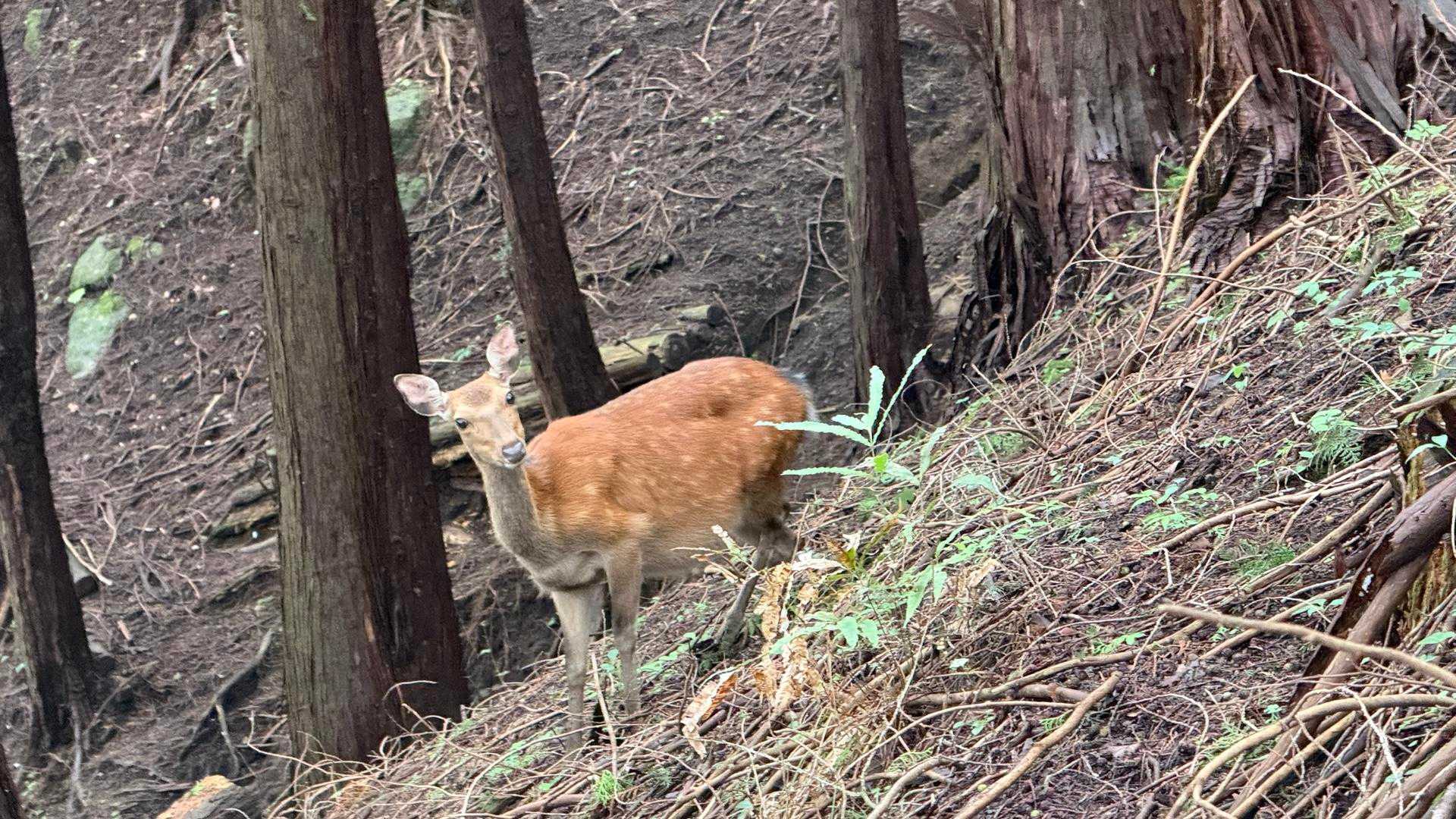 シカ🦌