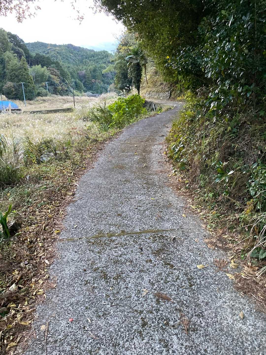 大根峠-音坊山 往復コースの写真