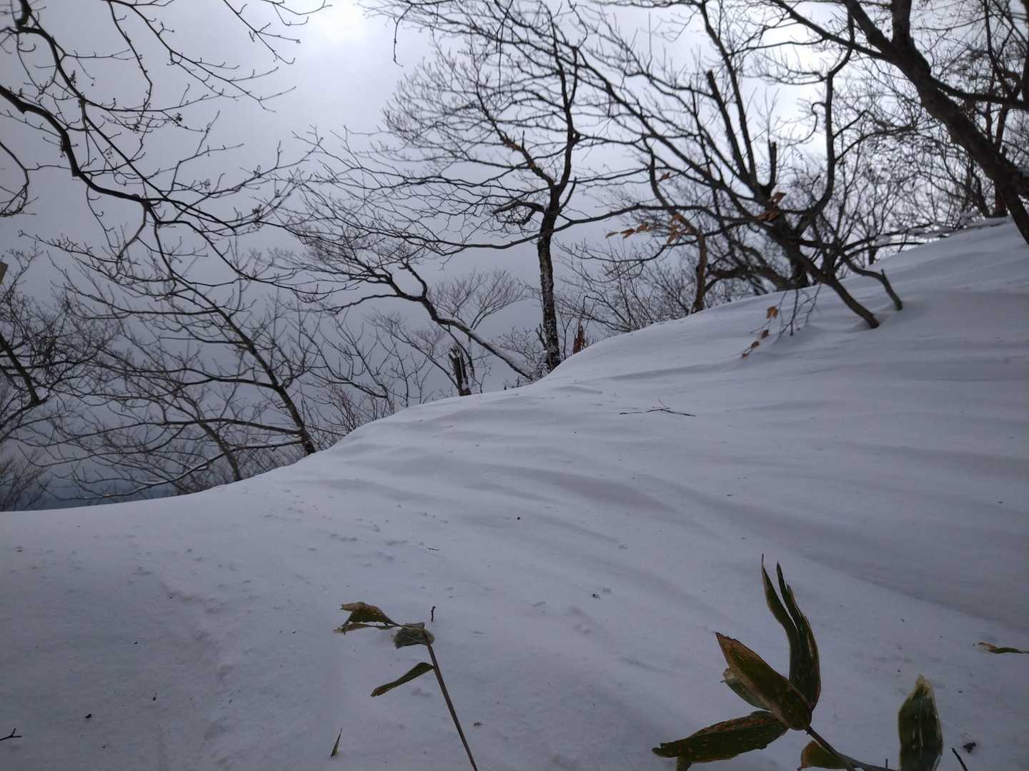 風が吹いて寒いので、長居は出来ません🥶