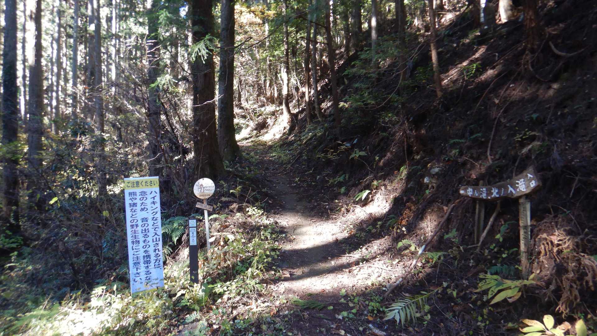 歩きはじめてすぐ分岐⭐️
今日はピークハントだけなので、右上方向でなく、左に向かいます🚶