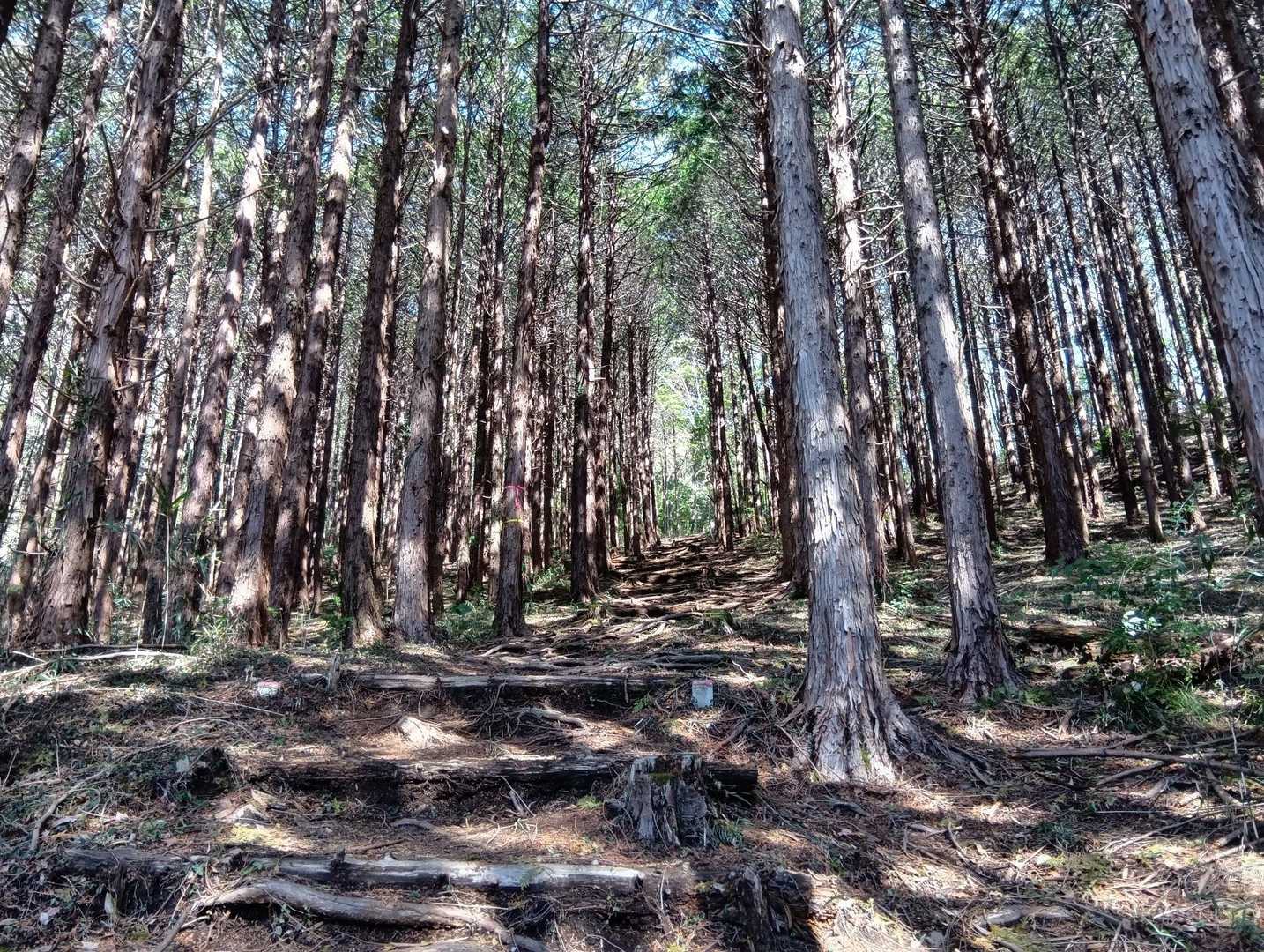 今日の最高気温は16度！
まだあの方（ヤマビル）は冬眠中だと思うけど、先週末も暑かったし、ちょっと怖い〜
