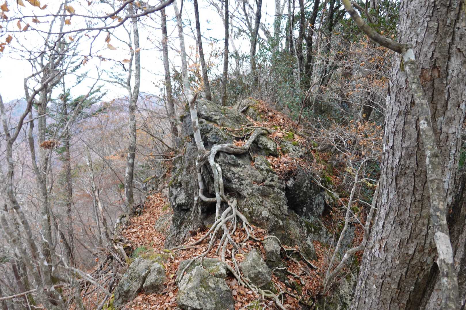 明神ヶ岳 往復コースの写真