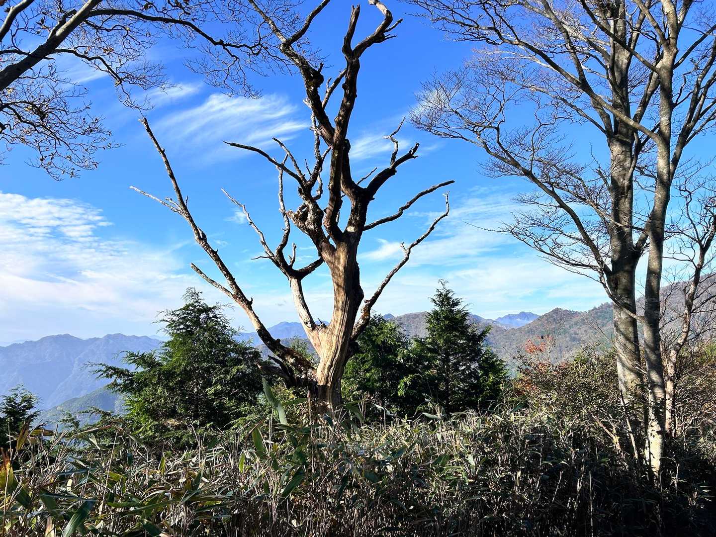 この白骨樹がなんだかカッコよくて😎