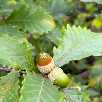 どんぐりを食べに🐿️がやってくるみたい！
会いたいなぁ