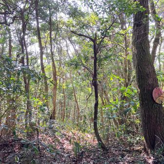 山頂から少し降った登山道から脇道へ⤵︎