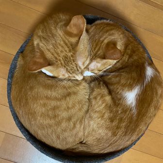 きゅんじーさんとふみふみ