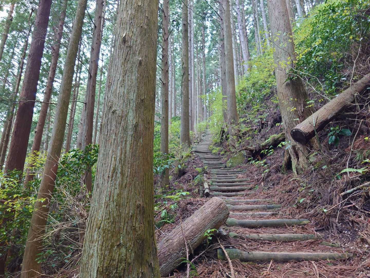 大和葛城山-水越峠 縦走コースの写真