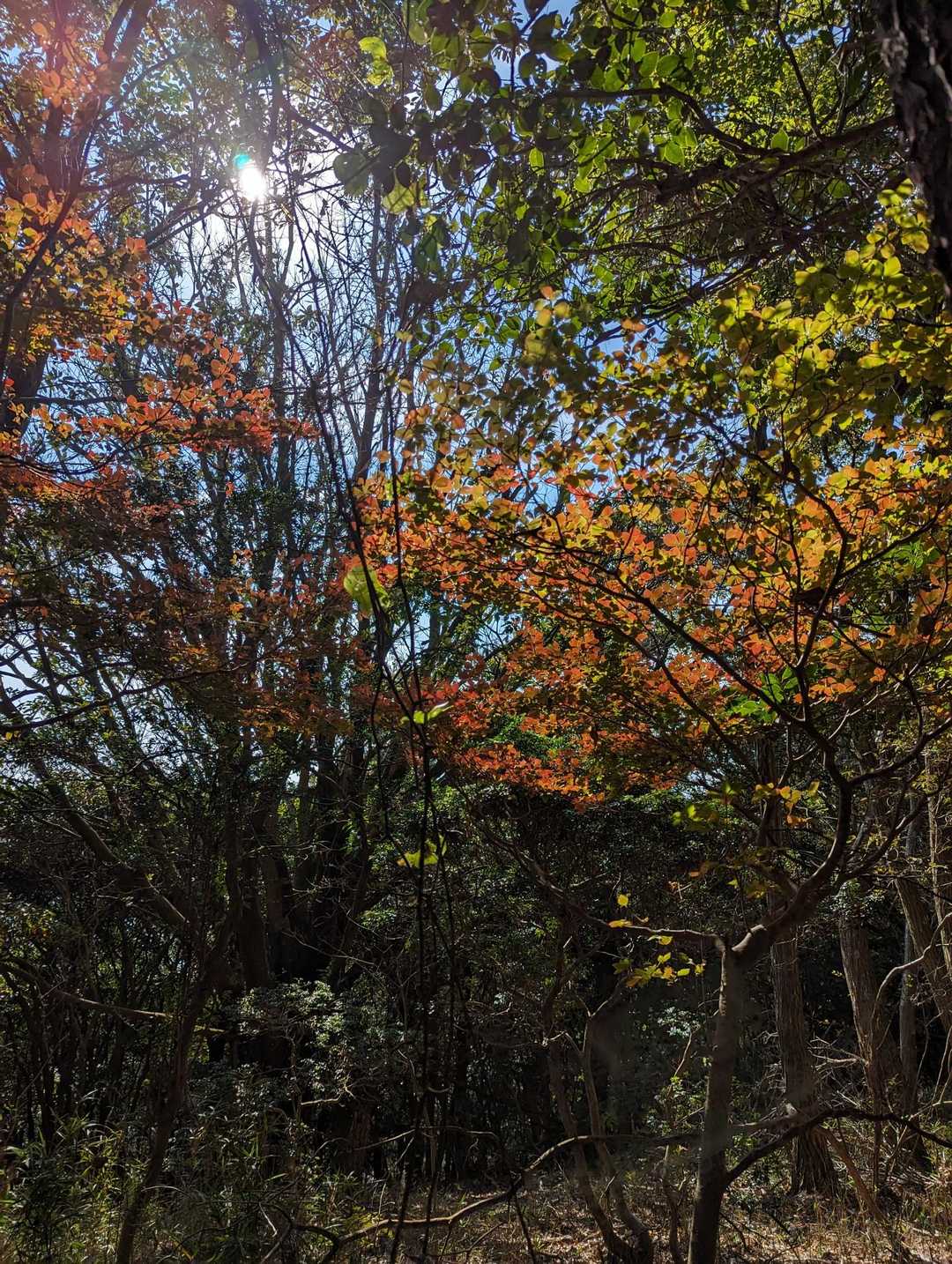 雨生山-金山 周回コースの写真