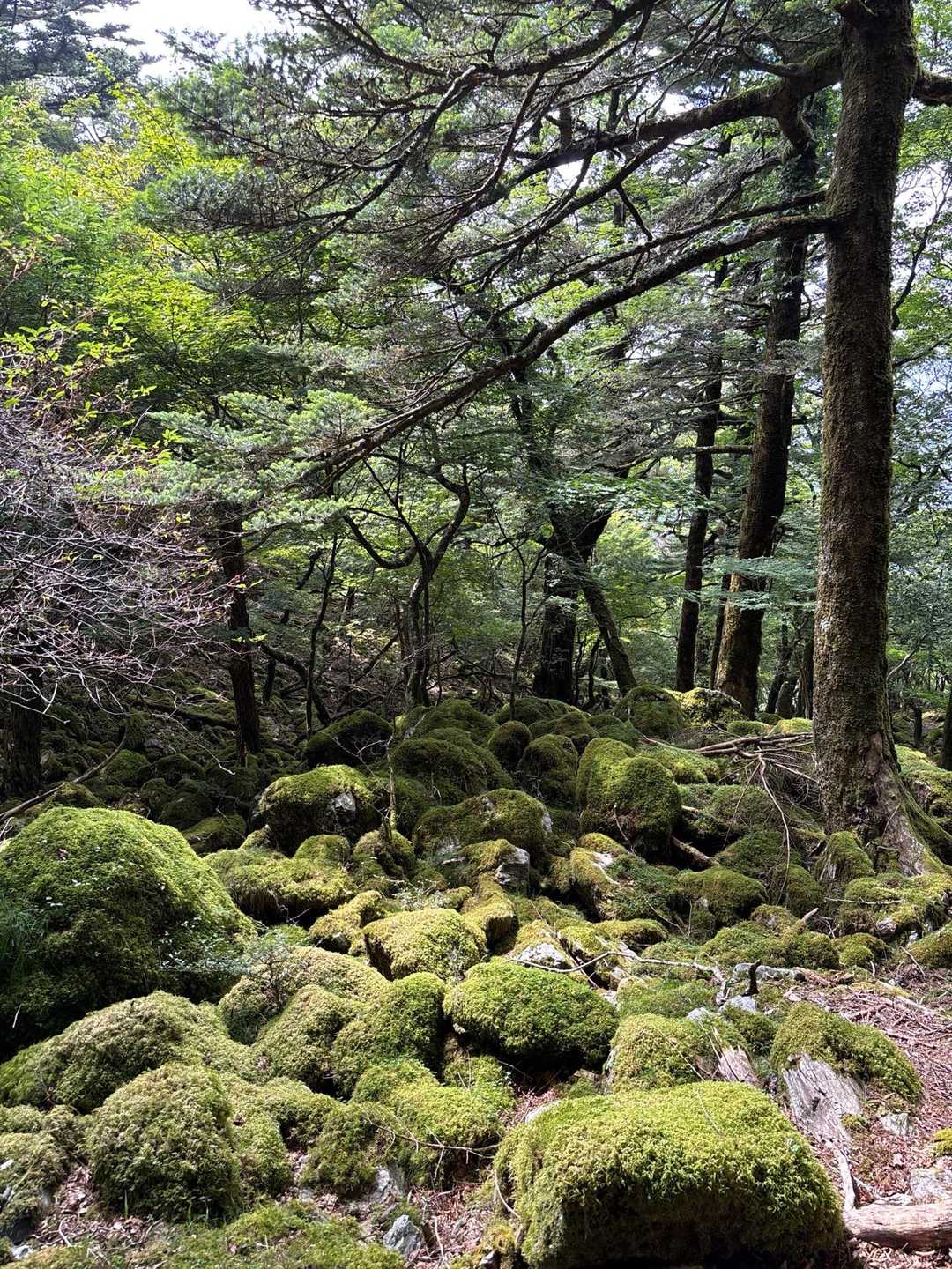 山犬嶽にも負けない苔の名所もあります