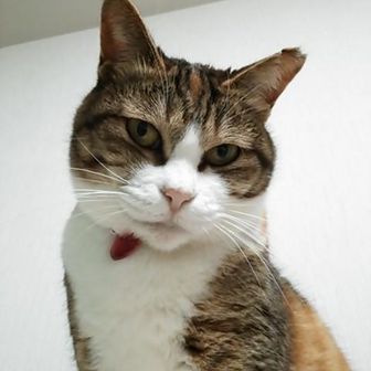 あかにゃん