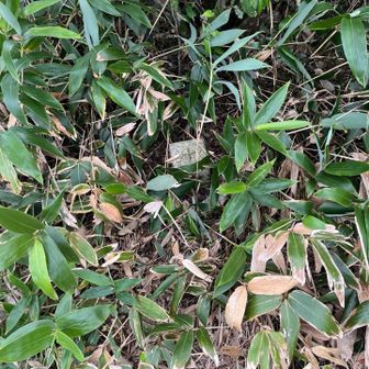 隠れ三角点発見。これ本物？