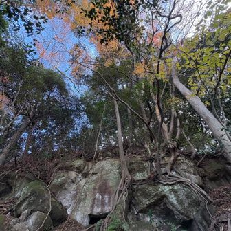 岩に張り付く木の根🪨