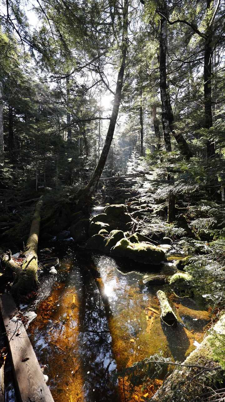 北八ヶ岳縦走（にゅう・東天狗岳・西天狗岳・中山） の写真 8