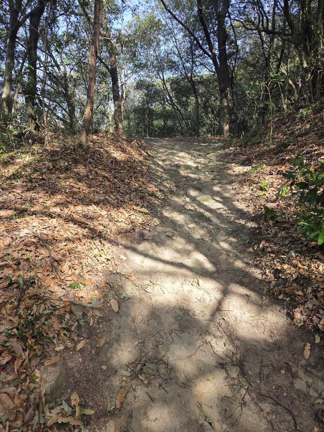 伽藍山 周回コースの写真