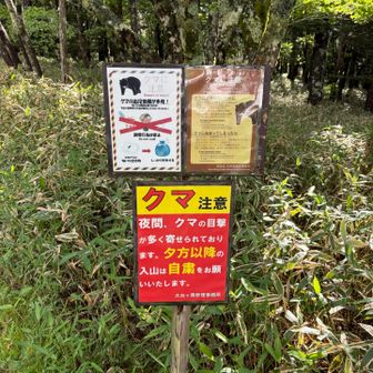 熊いるみたいです