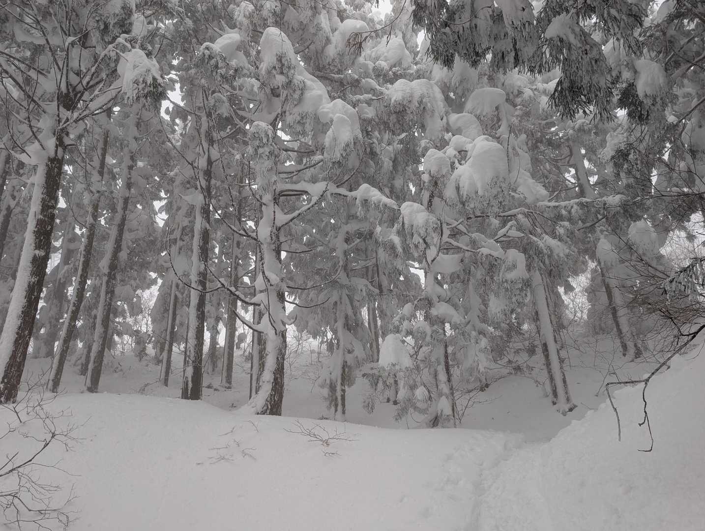 予報通り雪が舞い出しました。（９合目付近で・・）
