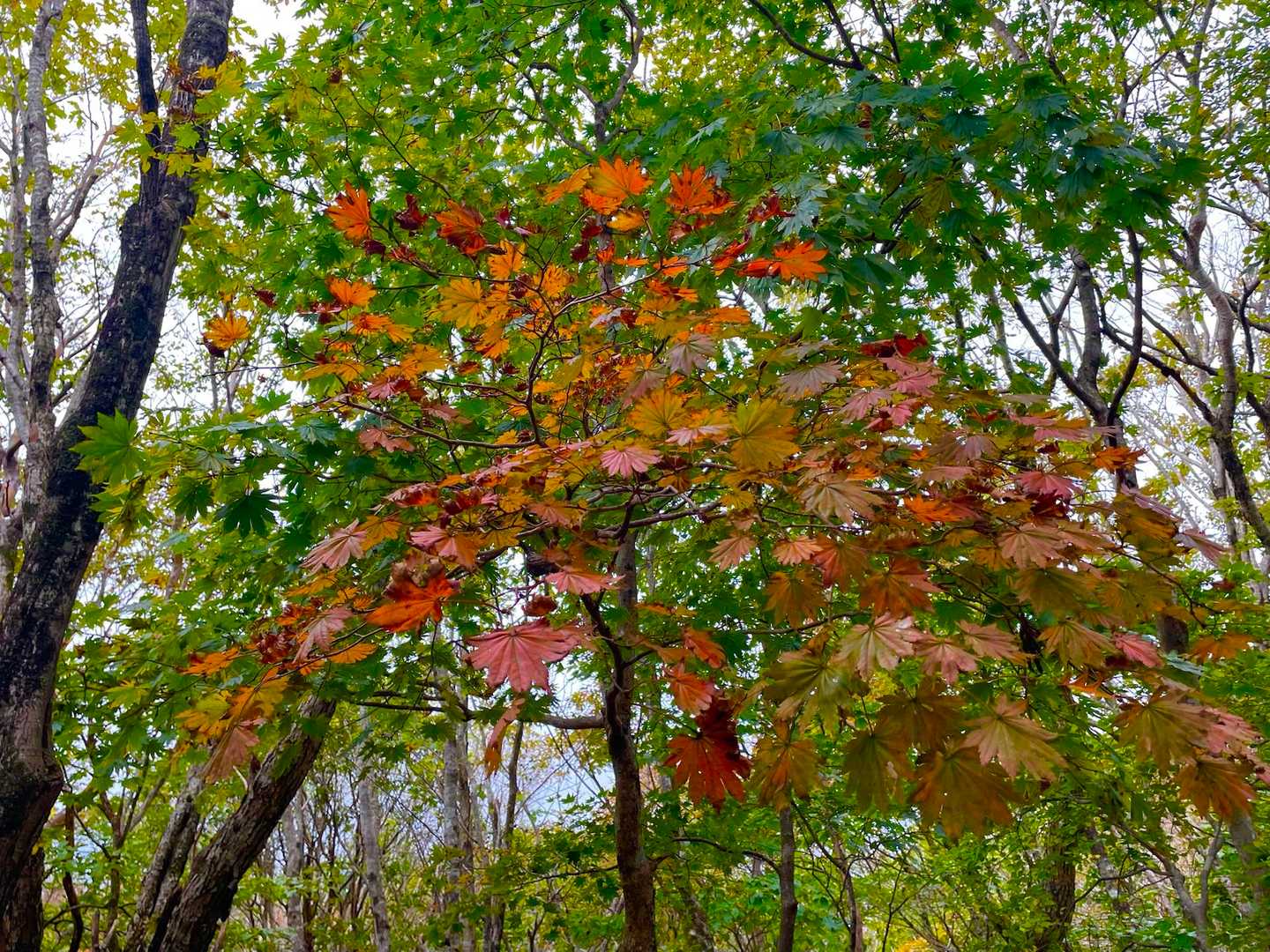 紅葉したカエデを時々発見🍁