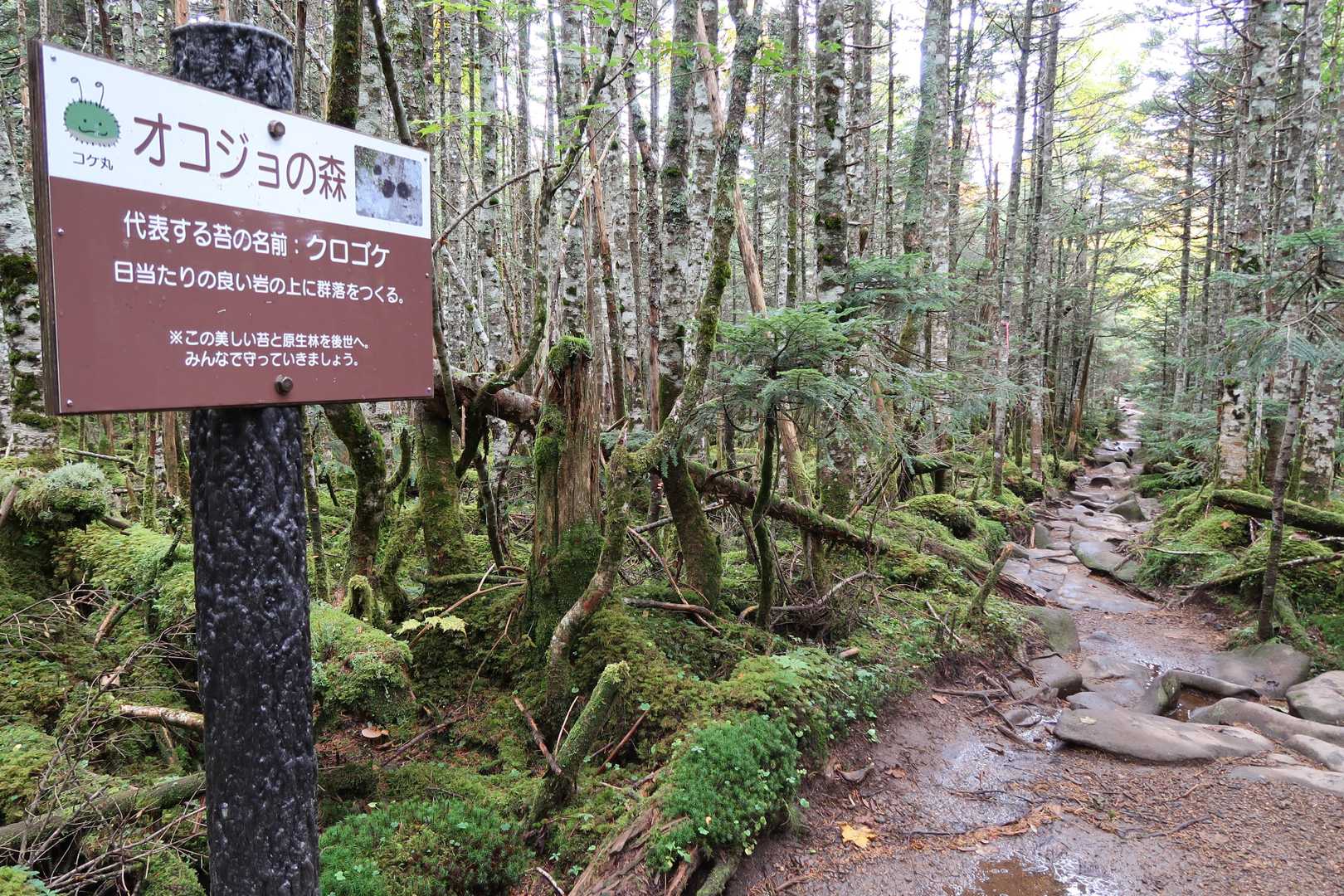 美しい苔の森に癒されながら下って行くと・・・