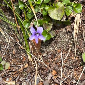 コダチツボスミレ