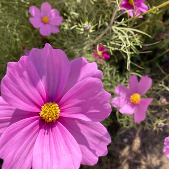 みにもにまみちん