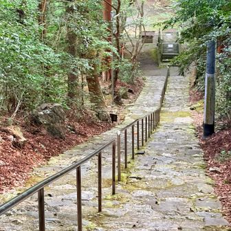 神社の参道素敵やわ