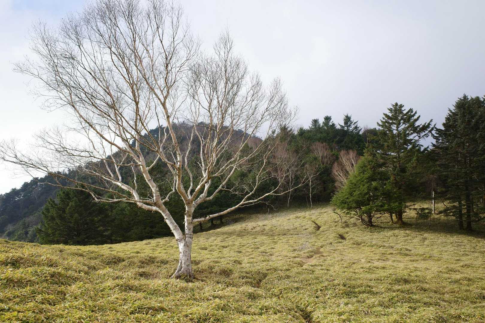 遠くから目立ってました🌲