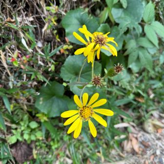 ツワブキが咲いていました。