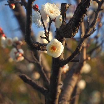 山口県でも見たが、こちらも梅が咲いていた
