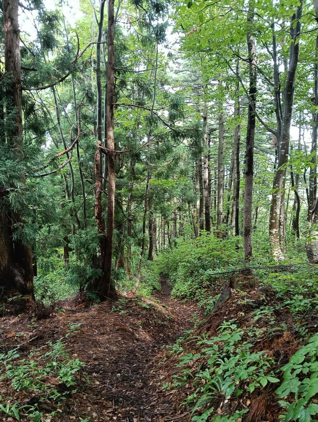 野川 まなび館-熊野神社-熊野山 往復コースの写真