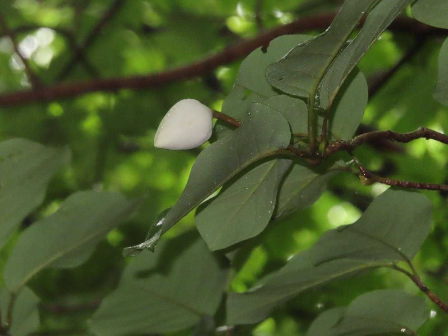 蕾も沢山
