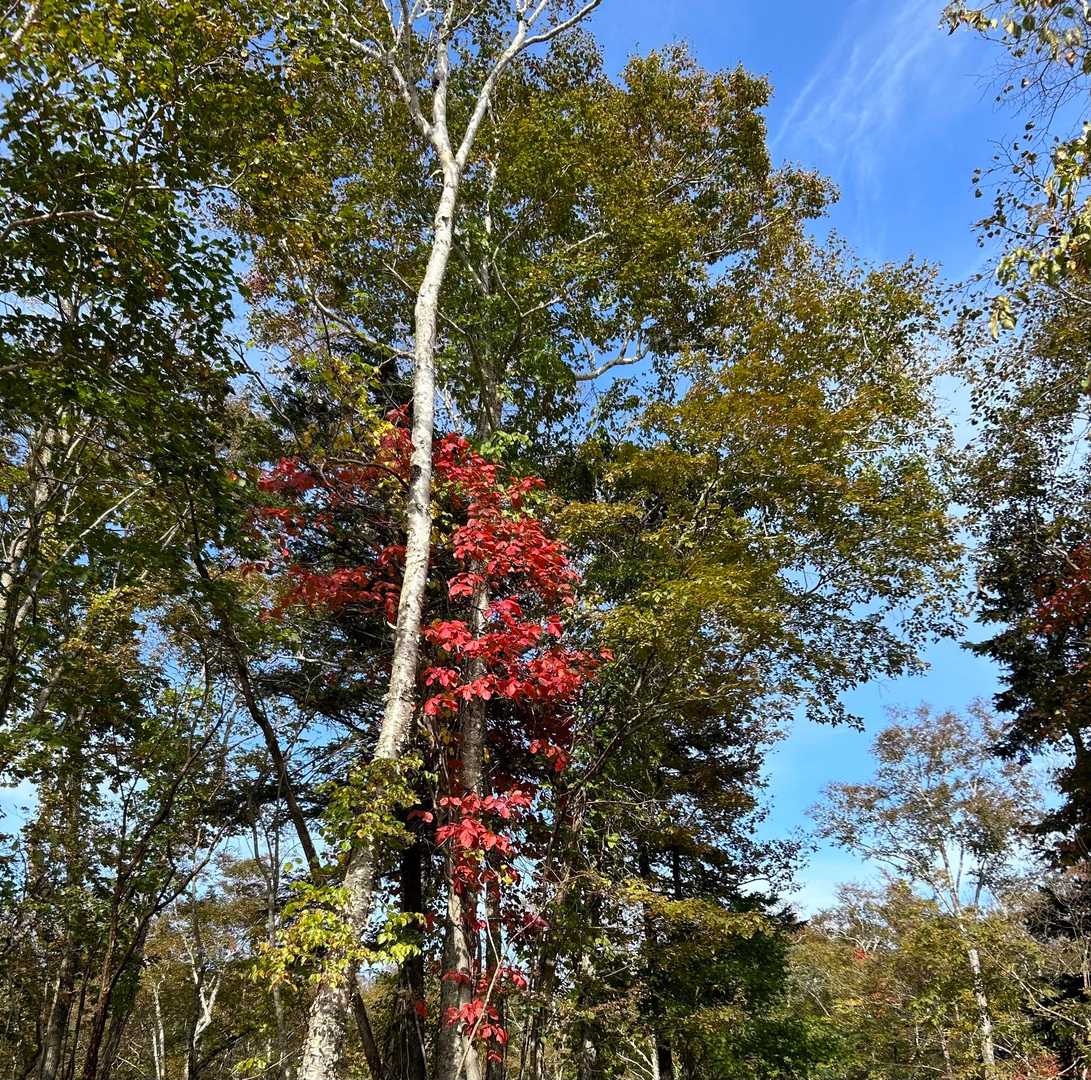 青空と赤がキレイでした🍁
