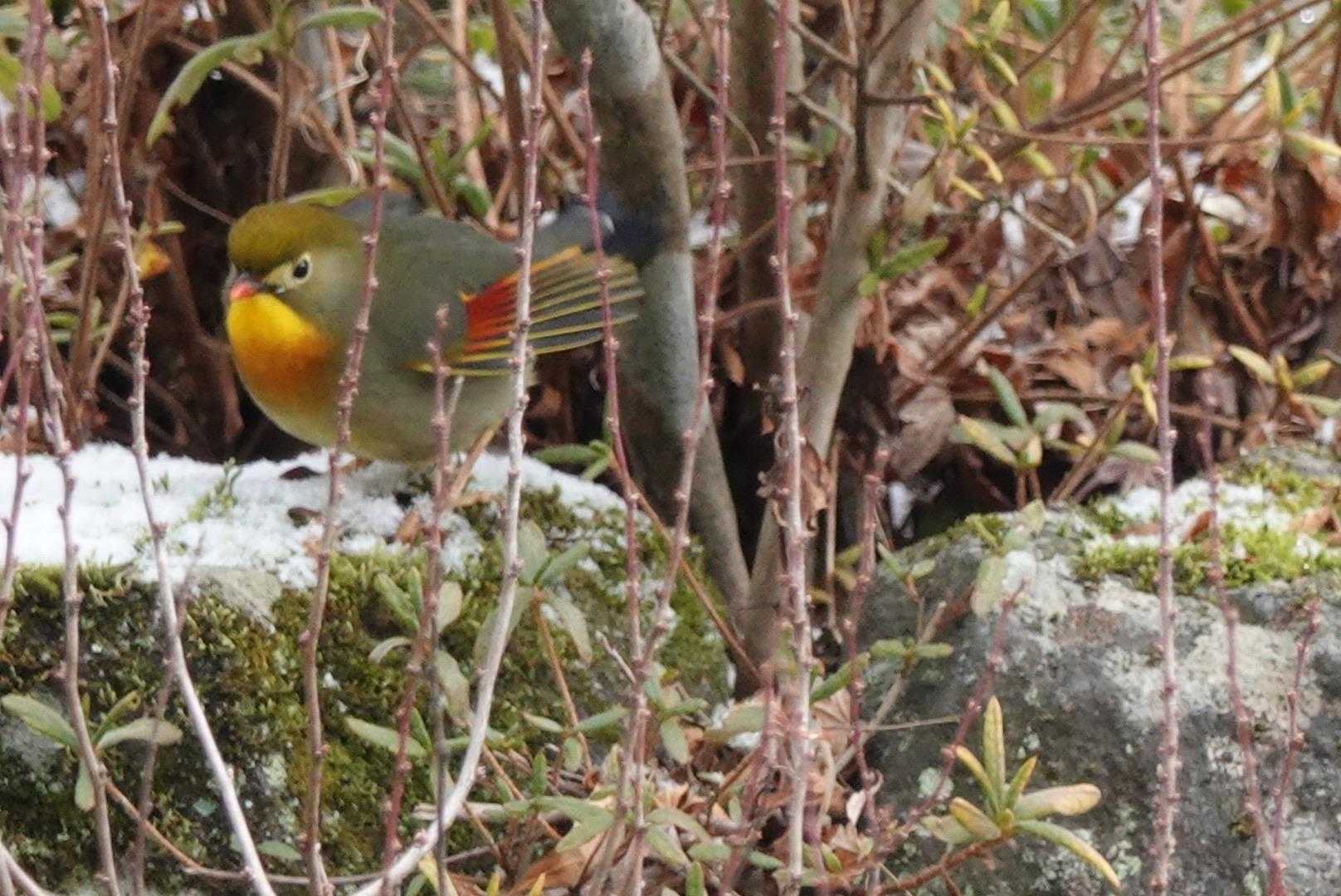 ソウシチョウ