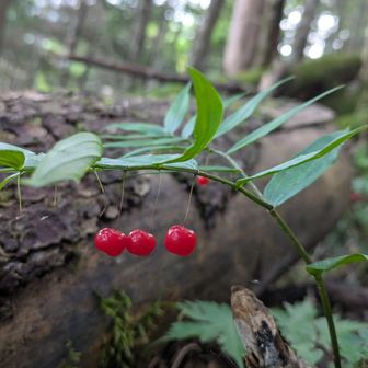 タケシマランの実　赤くて可愛い❤