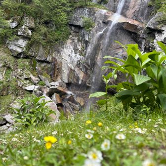 花と滝