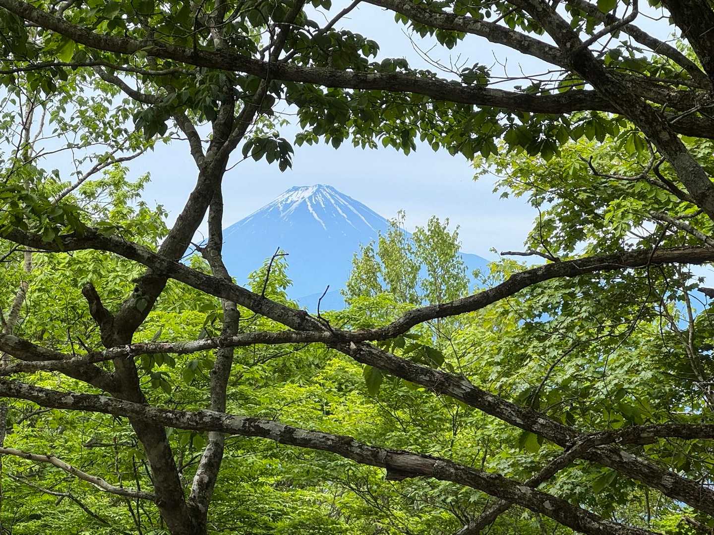 柳沢峠-鈴庫山-ハンゼノ頭 周回コースの写真