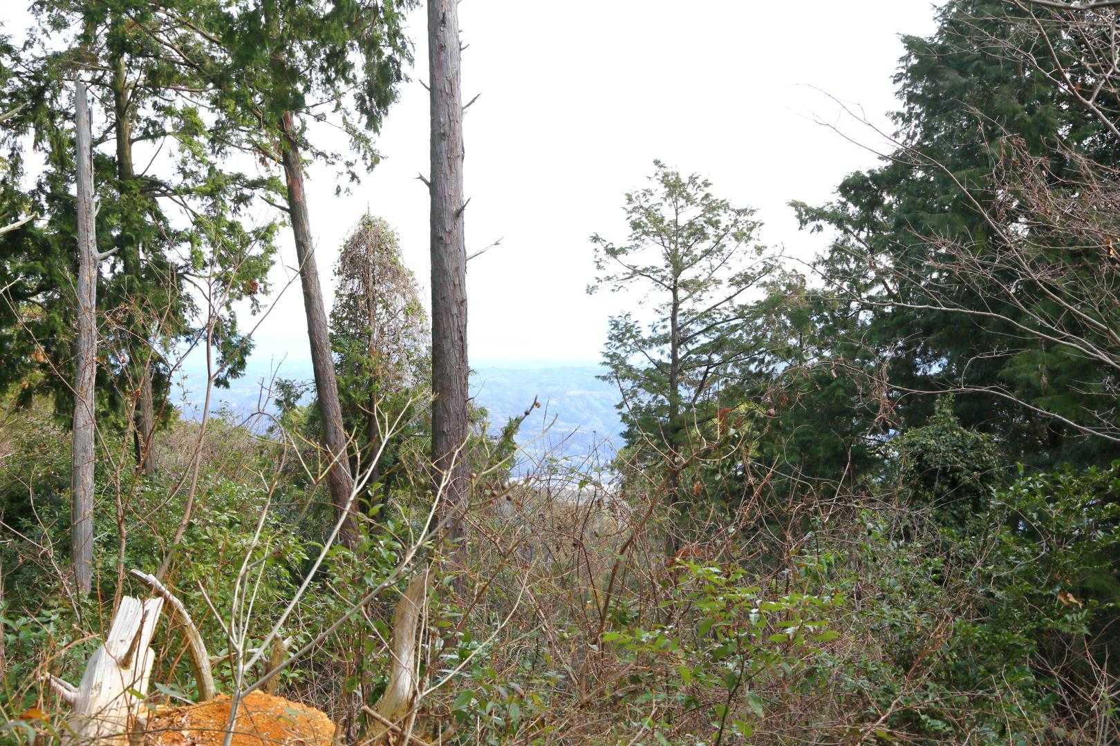 かむろ山 往復コースの写真