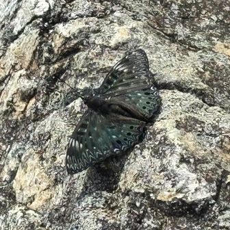 🦋
さ、下山して、今度は兜明神岳へ👣