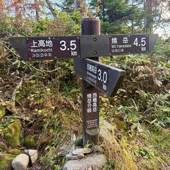 ラストの下りの長さったら…ウマノセの次の次の次くらいにやだったよ

ガラスの両足首のせいで、ここから大失速
だって、ここから苔ロードが始まったんだもん、火打againにするわけにいかないのだ…！
3歳児の速度で下山
先生をゆっくりペースに巻き込んでしまいごめんなさい🙏日が暮れるー