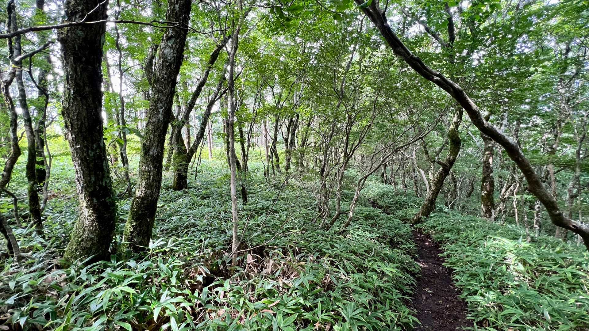 風穴登山口-皿ヶ嶺 周回コースの写真