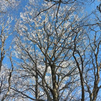 コヤマノ岳山頂付近の霧氷