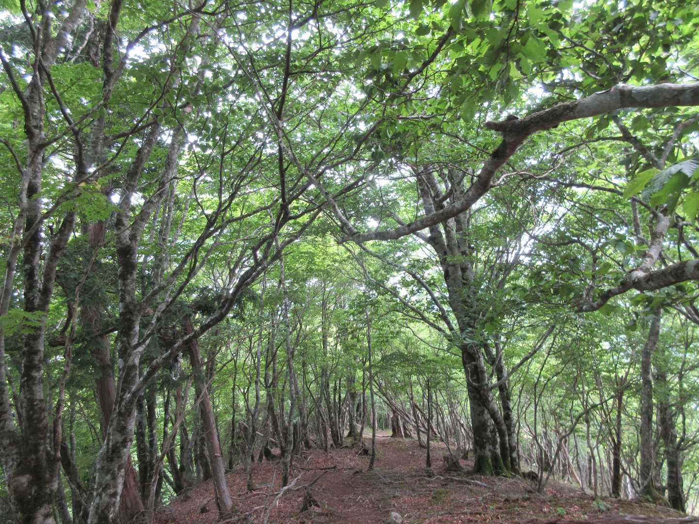 緑が綺麗。