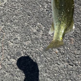 夏バテ知らずで元気いっぱいに飛び上がってます