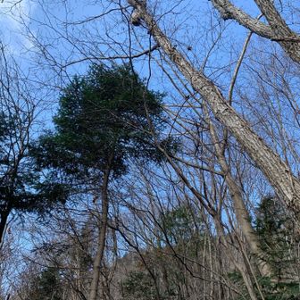 サクサク降ります
途中上を見ると大きなスズメ蜂の巣が🐝