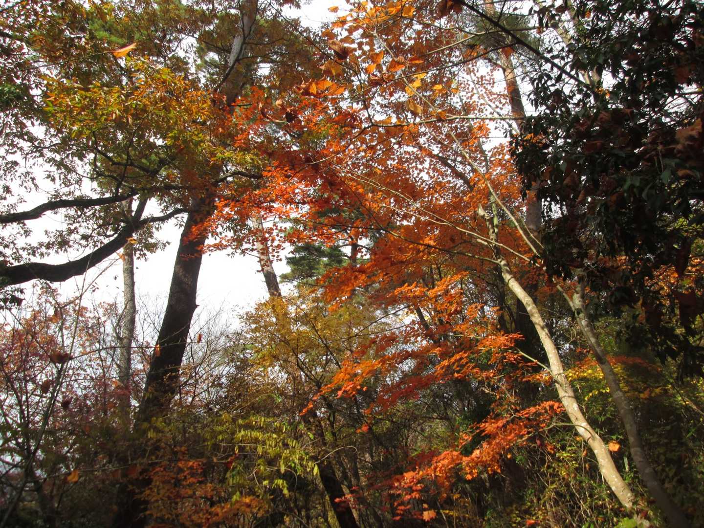 紅葉